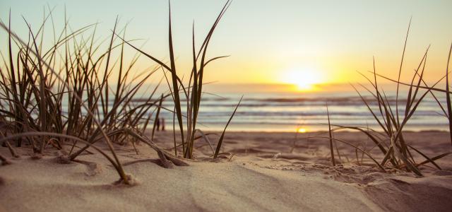 grassy beach during a sunset